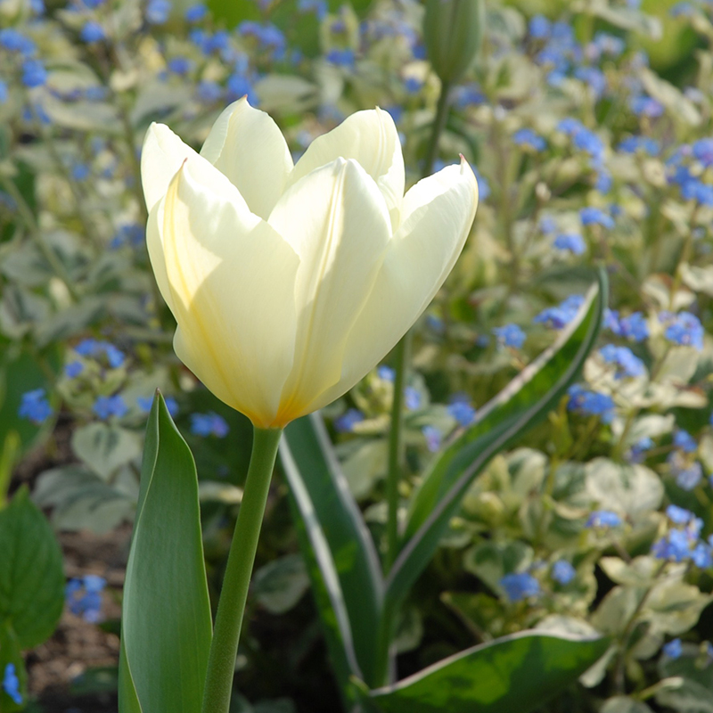 Tulipa Purissima 12/+ , à 50