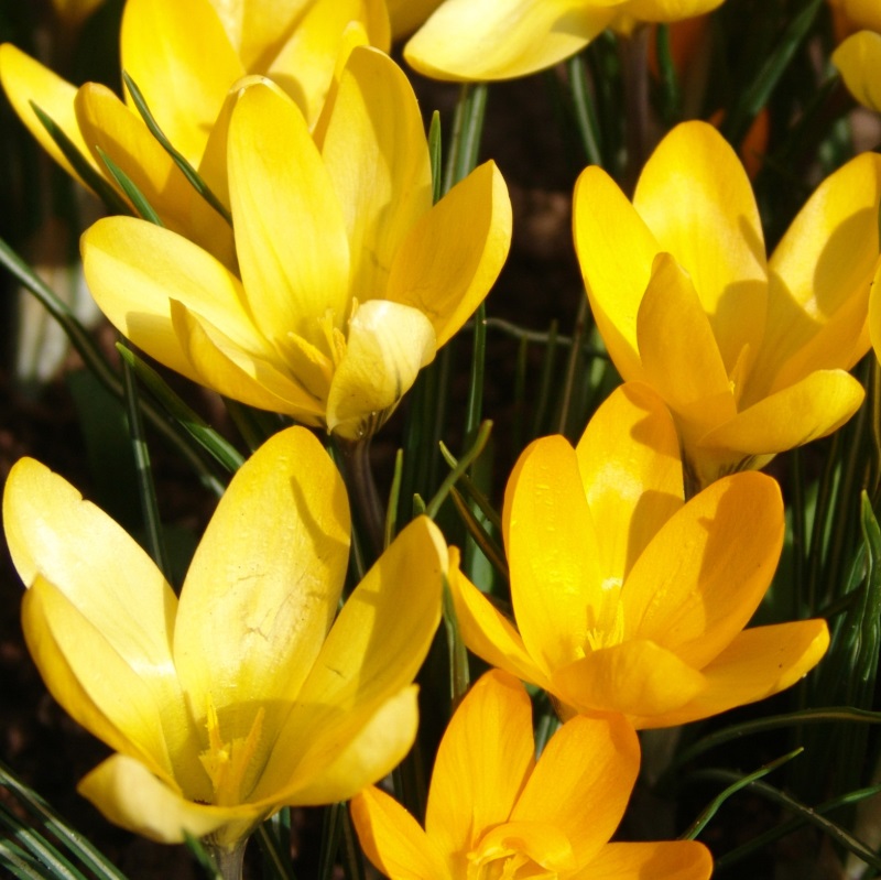 Crocus vernus Golden Yellow 9/10 , à 100