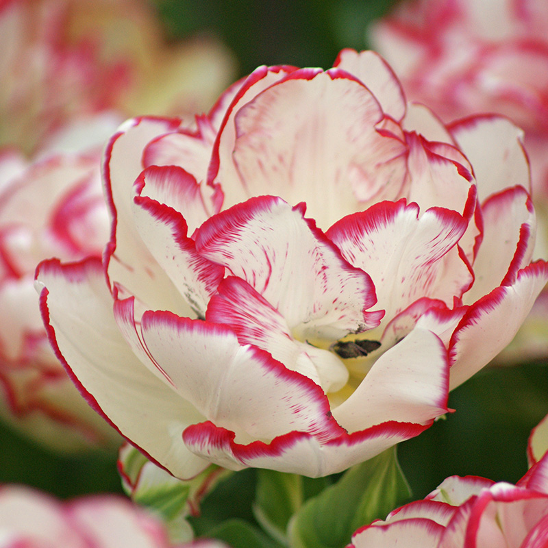 Tulipa Belicia® 12/+ , à 50