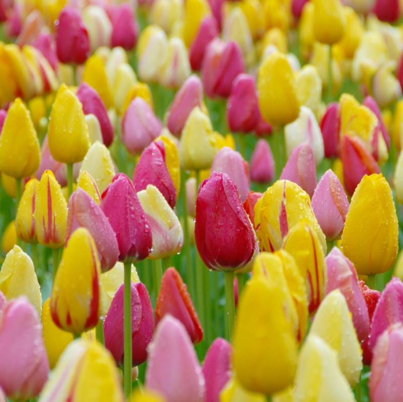 Mixture Mélange Paris , à 100