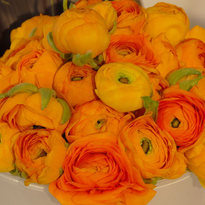 Ranunculus Aviv Picotee orange 6/7, à 100