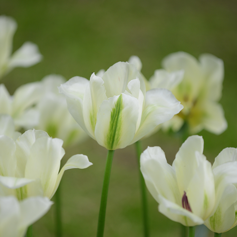 Tulipa Spring Green 12/+ , à 50