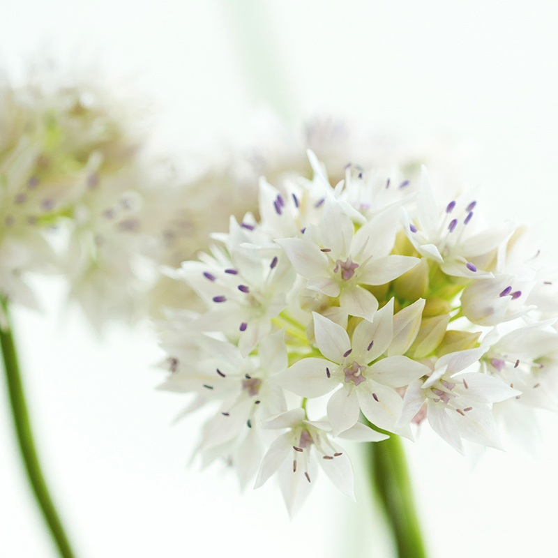 Allium amplectens Graceful Beauty® 6/+ , à 100