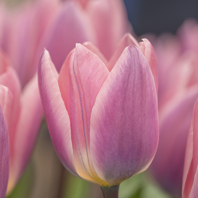 Tulipa Light and Dreamy 12/+ , à 50