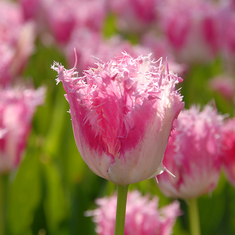 Tulipa Huis ten Bosch® 12/+ , à 50