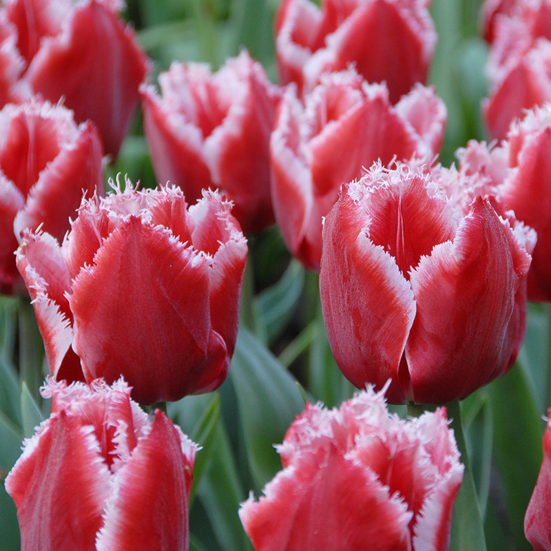 Tulipa Canasta® 12/+ , à 50
