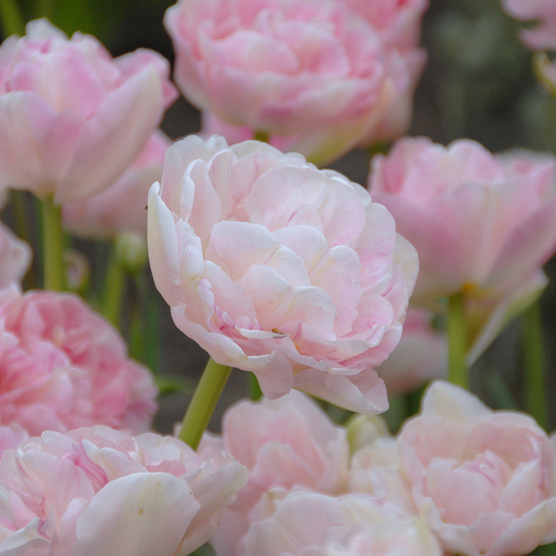 Tulipa Angelique 12/+ , à 50