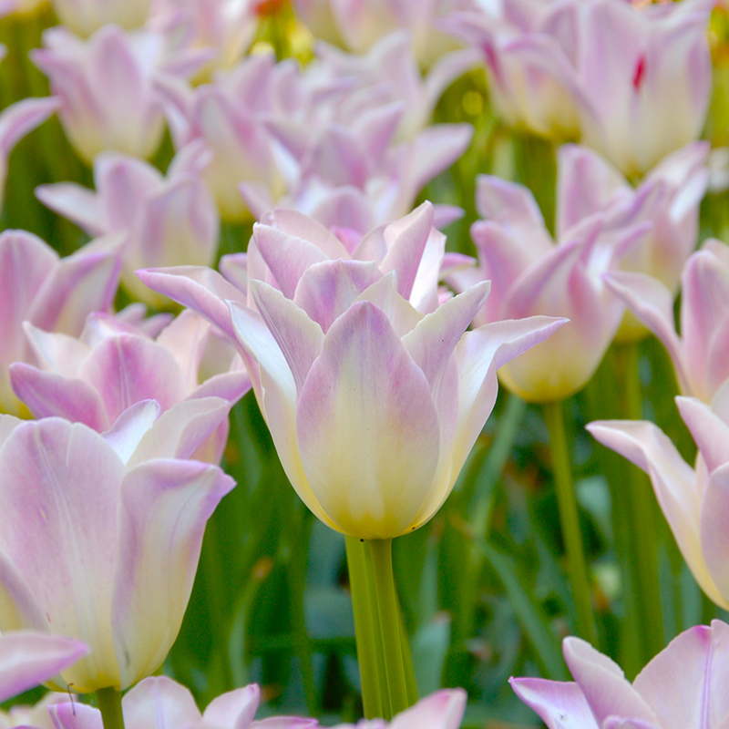 Tulipa Elegant Lady® 12/+ , à 50