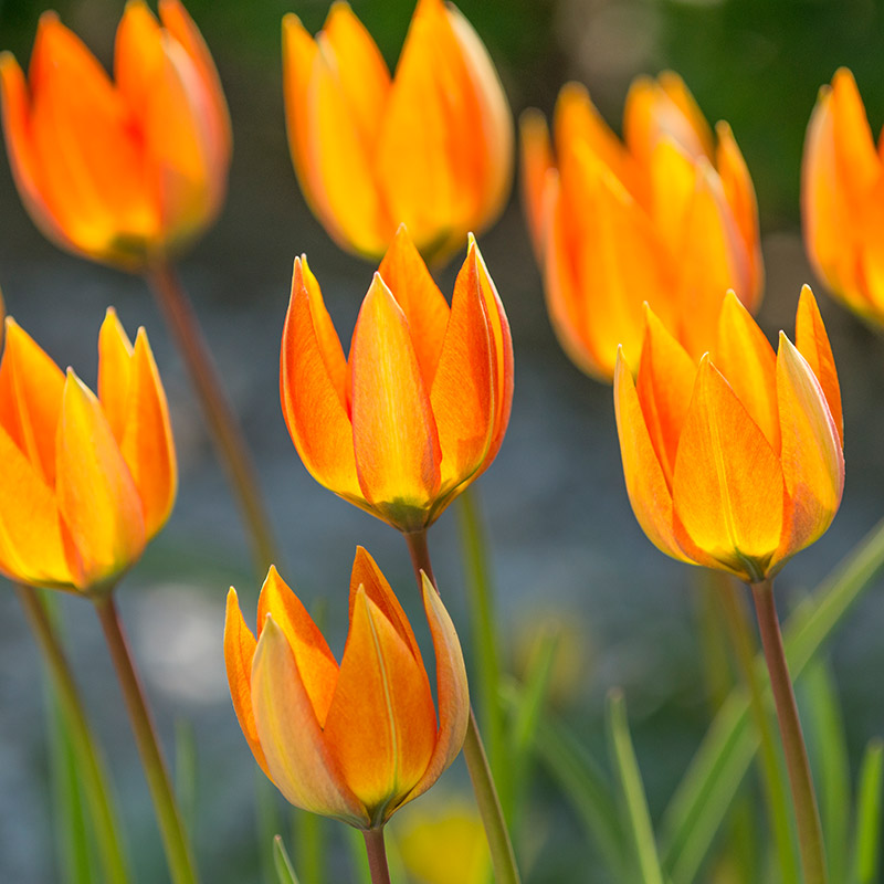 Tulipa whittallii 6/+ , à 50