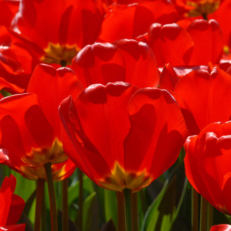 Tulipa Apeldoorn 12/+ , à 50