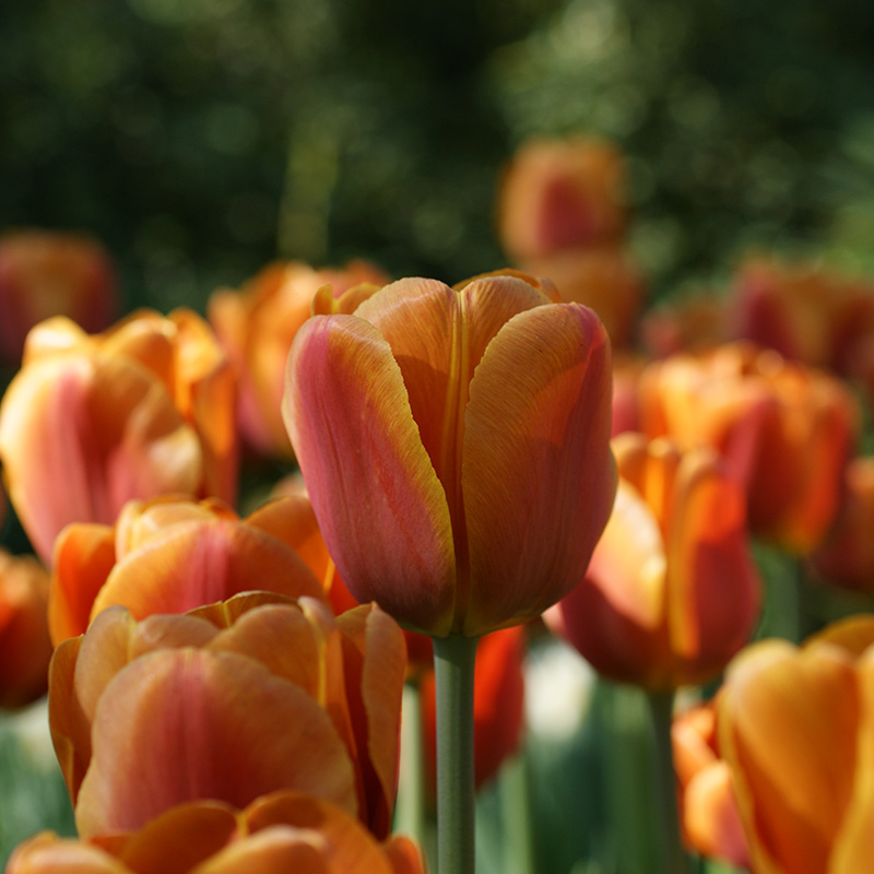 Tulipa Brown Sugar® 12/+ , à 50