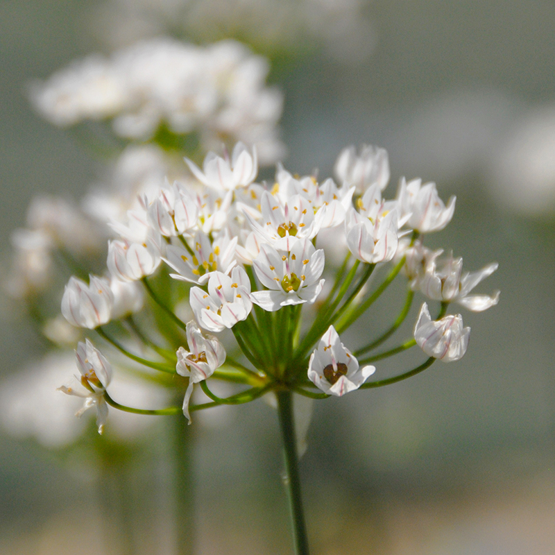 Allium neapolitanum 4/+ , à 100