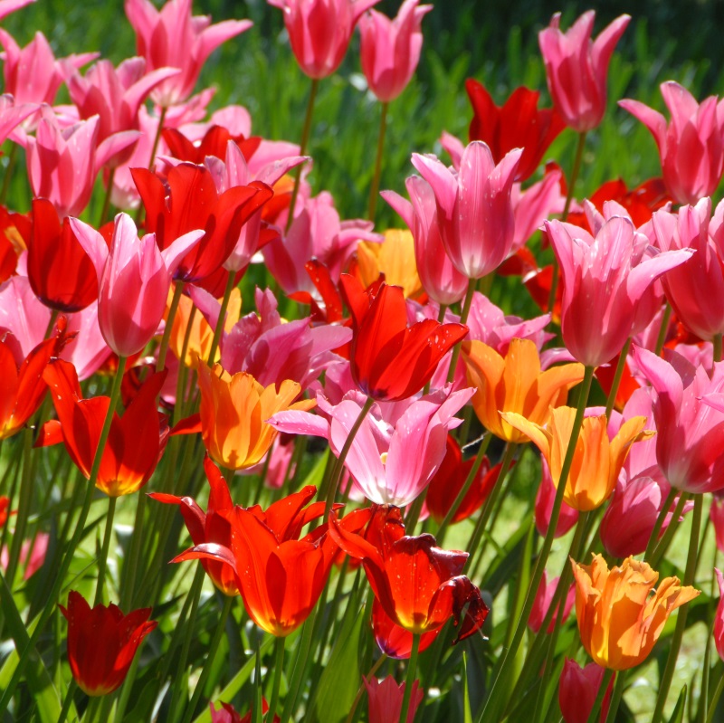 Mixture Dancefair , à 100