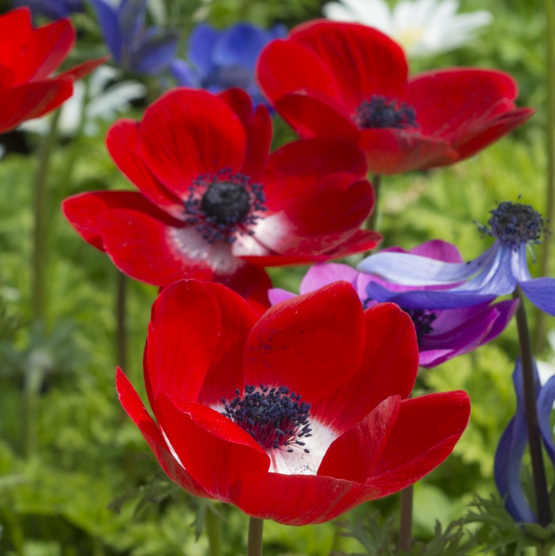 Anemone coronaria Hollandia 7/8 , à 100