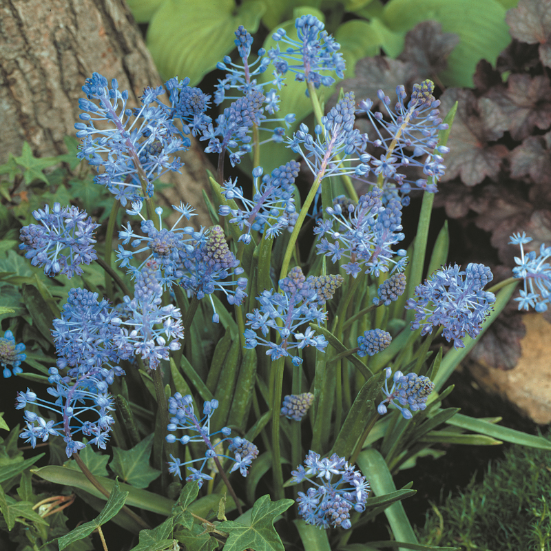 Scilla litardierei 6/+ , à 100