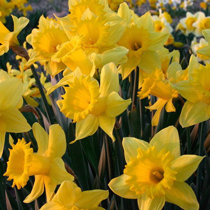 Narcissus Dutch Master sp12/14 , à 50