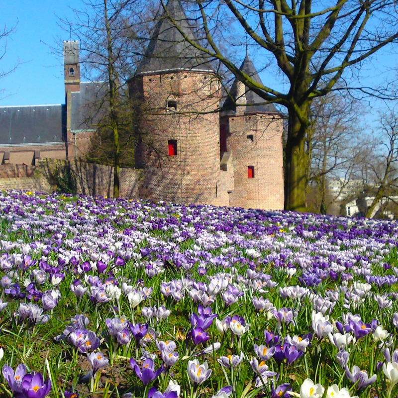 Mixture Blue Grass , à 100