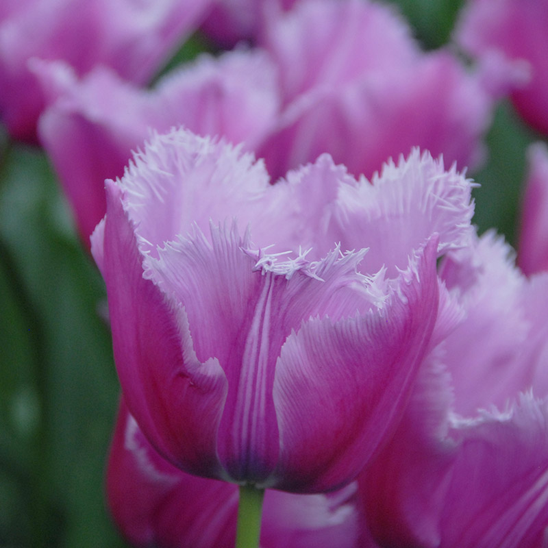 Tulipa Louvre 12/+ , à 50