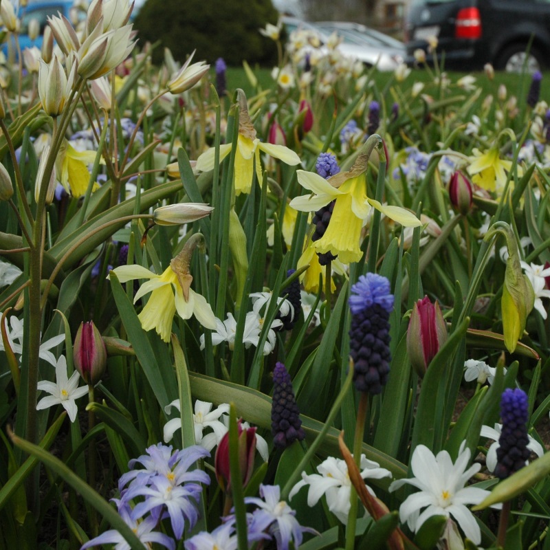 Mixture Spring Bubbles , à 250