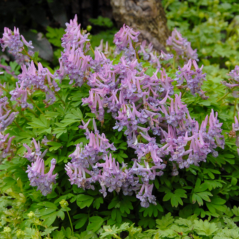 Corydalis solida 5/+ , à 100