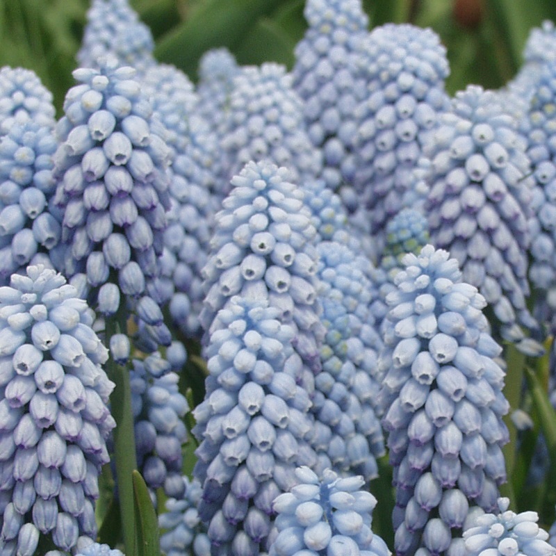 Muscari Valerie Finnis® 8/9 , à 100