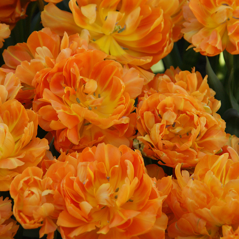 Tulipa Orca® 12/+ , à 50