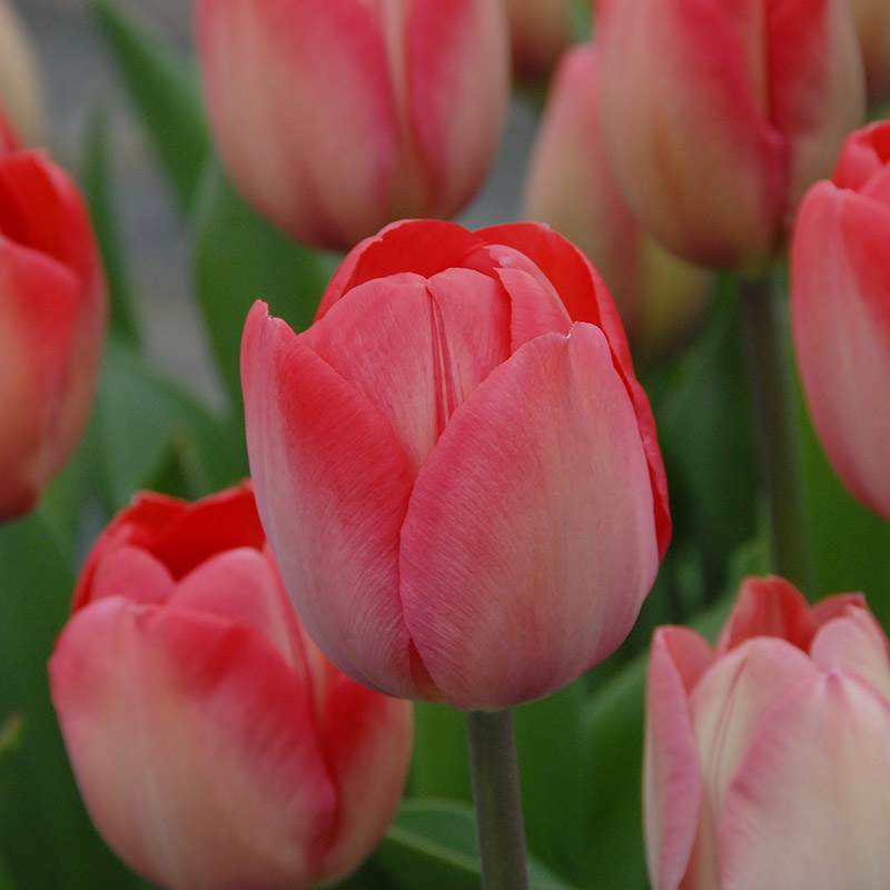Tulipa Van Eijk® 12/+ , à 50