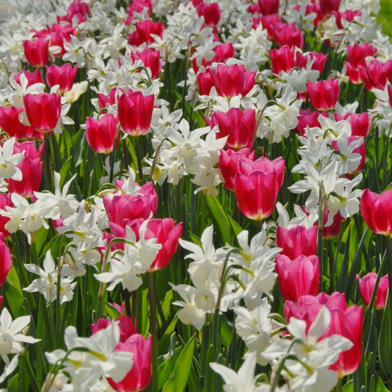 Mixture Baby Shower , à 100