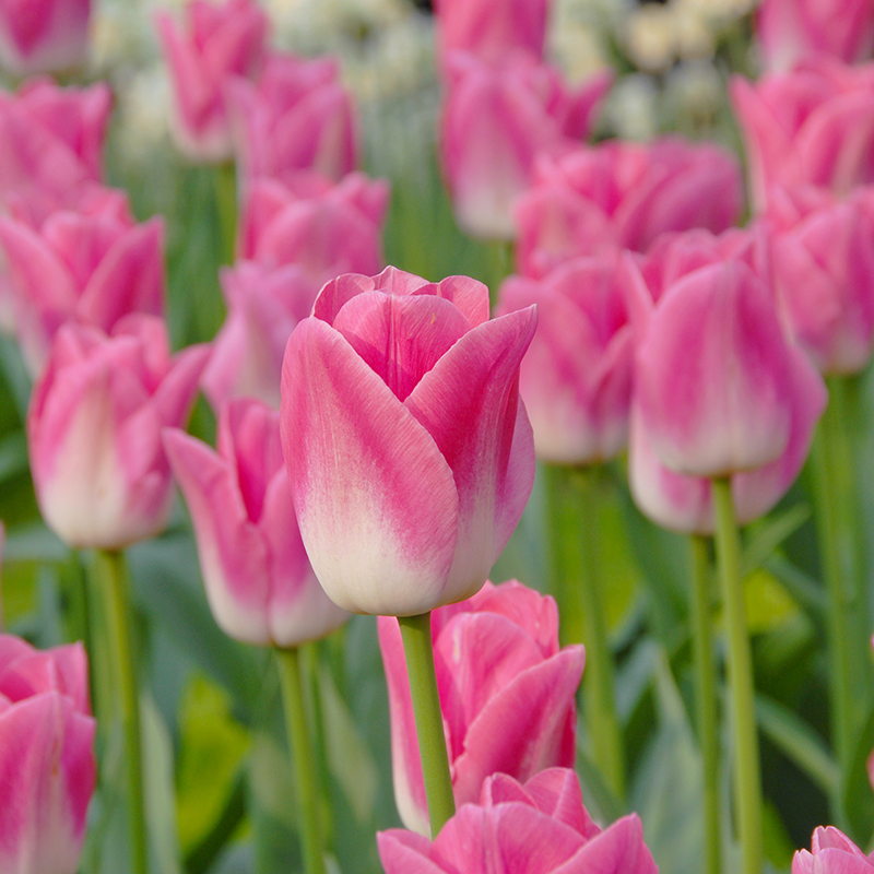 Tulipa Dynasty® 12/+ , à 50