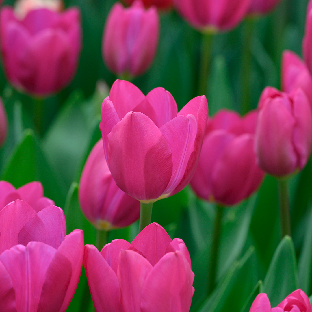 Tulipa Pink Ardour® 12/+ , à 50