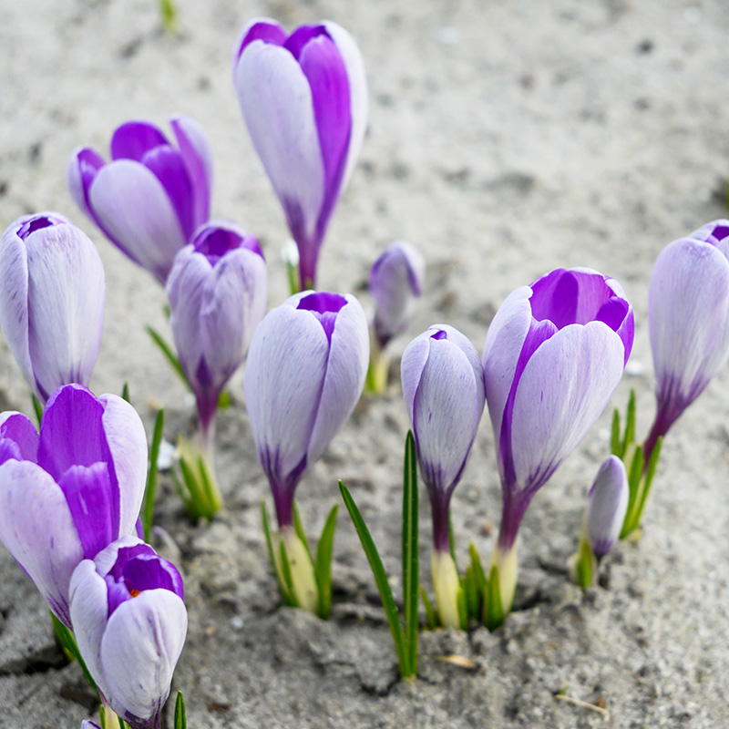 Crocus vernus Whale Shark® 7/8 , à 100