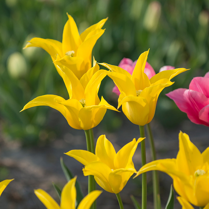Tulipa Flashback 12/+ , à 50