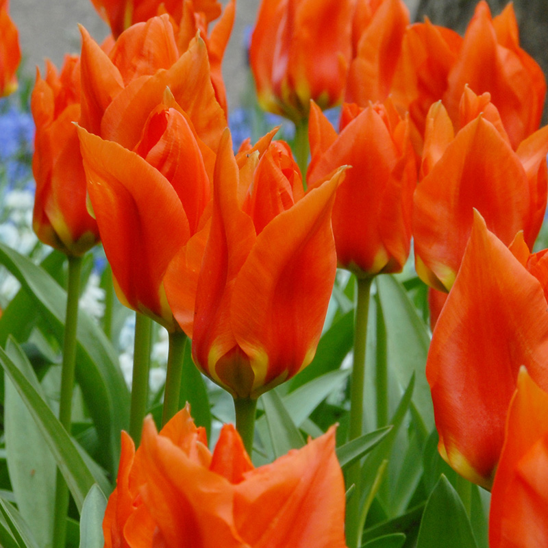 Tulipa Princess Household 12/+ , à 50