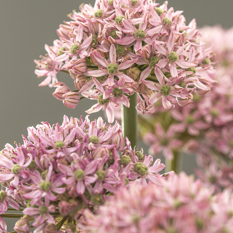 Allium Pink Jewel® 10/+ , à 25
