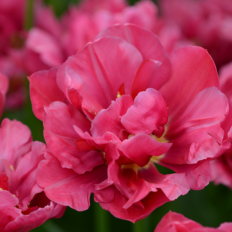 Tulipa Margarita 12/+ , à 50