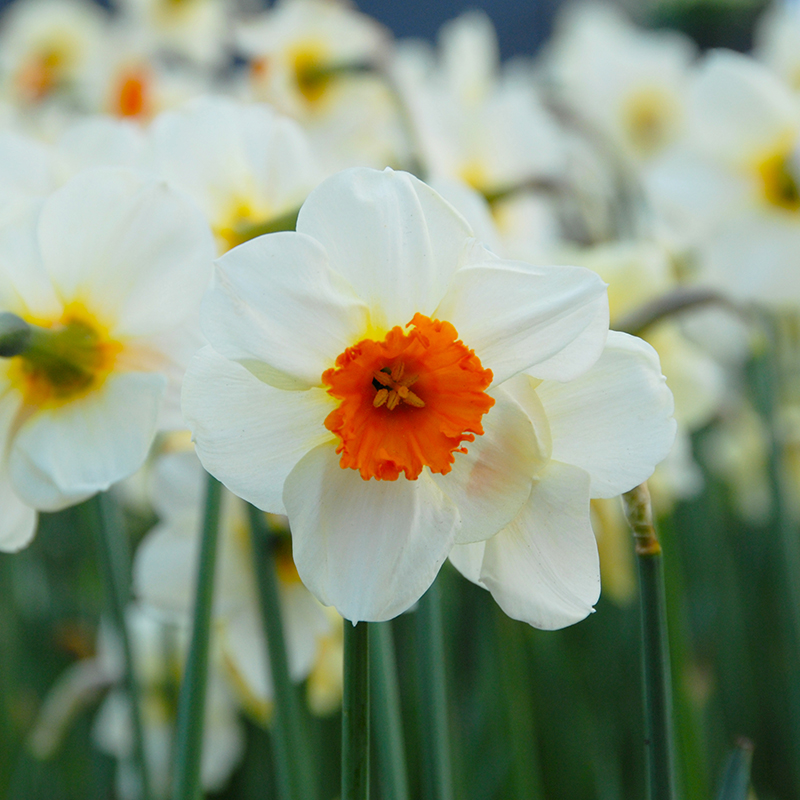 Narcissus Barrett Browning sp14/16 , à 50