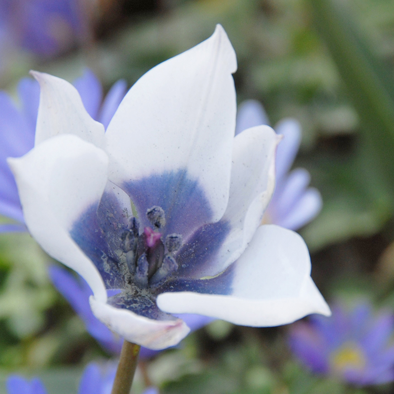 Tulipa humilis Alba Coerulea Oculata 5/+ , à 50