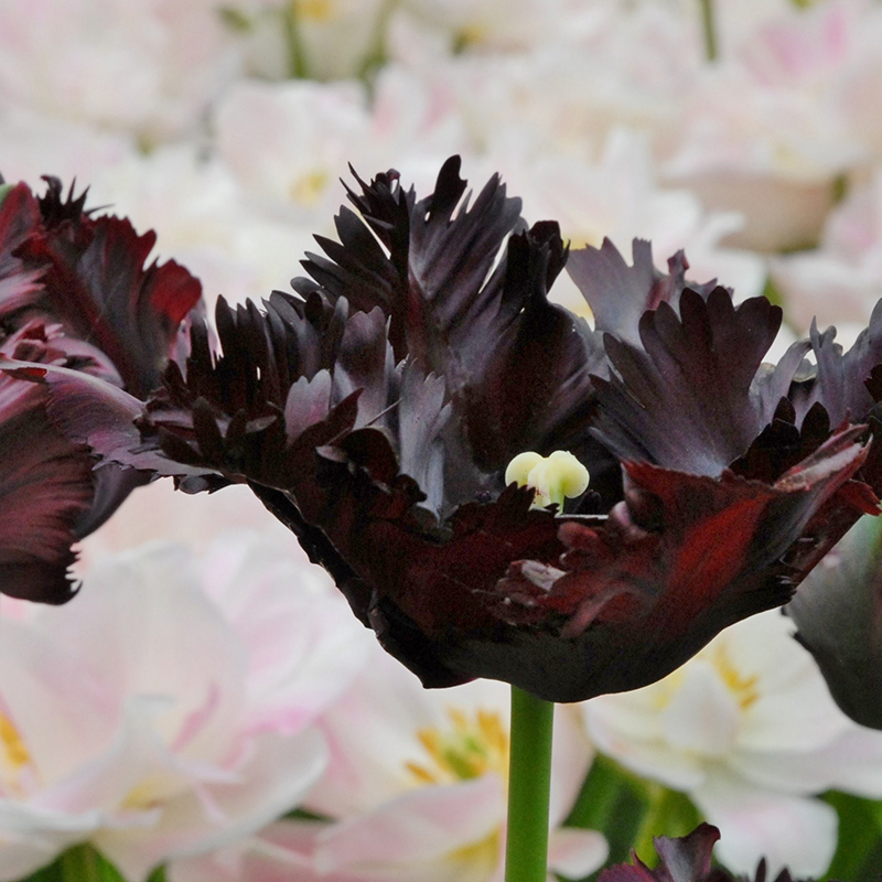 Tulipa Black Parrot 12/+ , à 50
