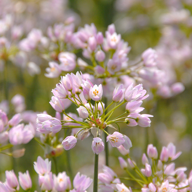 Allium roseum 4/5 , à 100