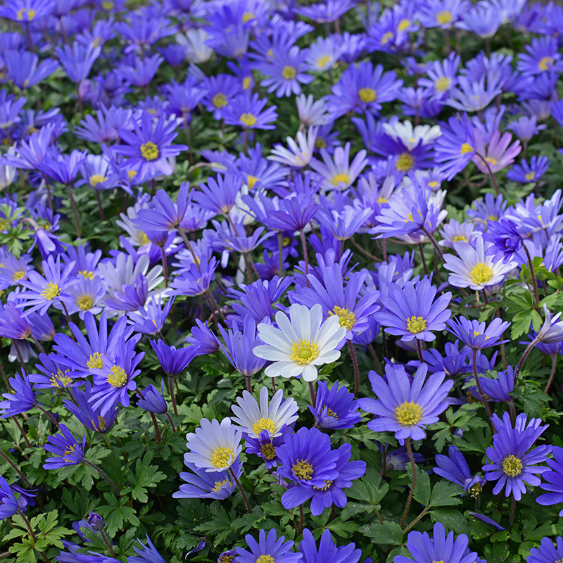 Anemone blanda (blauw gevarieerd) 5/+ , à 100