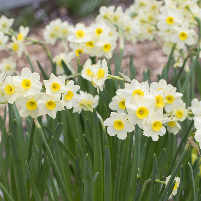 Narcissus Minnow z12/+ , à 50