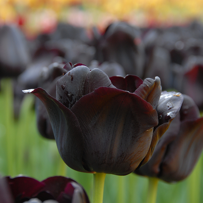 Tulipa Paul Scherer® 12/+ , à 50