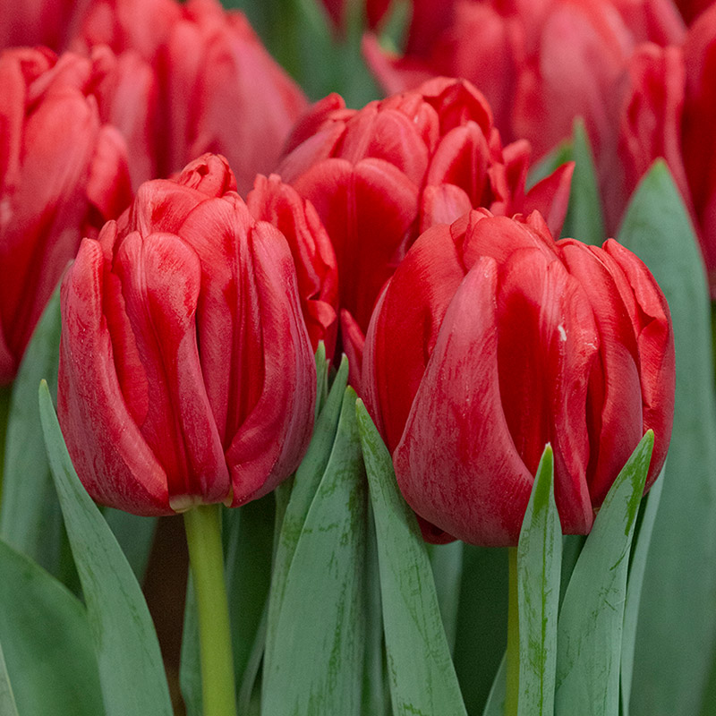 Tulipa Red Foxtrot 12/+ , à 50