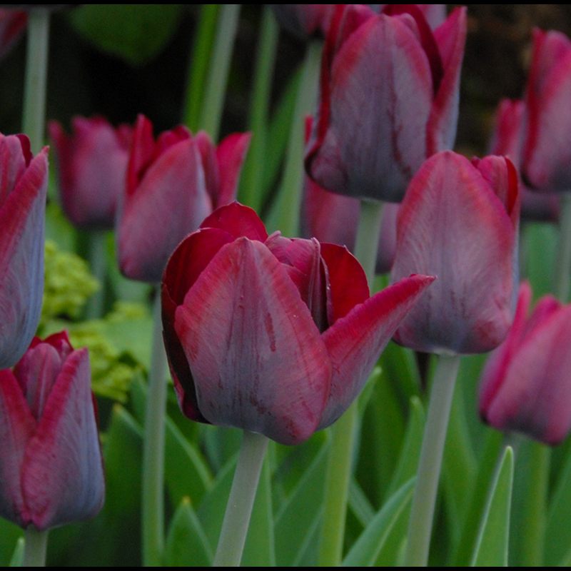 Tulipa Ronaldo® 12/+ , à 50