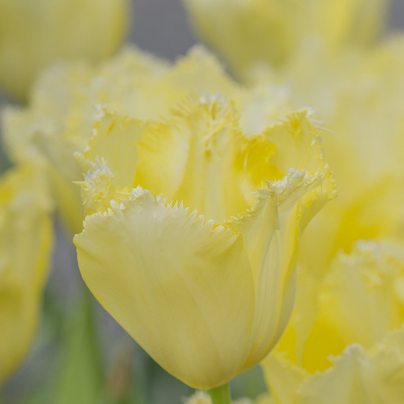 Tulipa Maja 12/+ , à 50