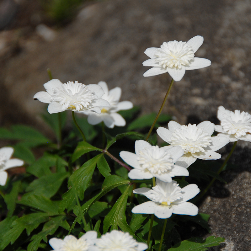 Anemone nemorosa Vestal I , à 100