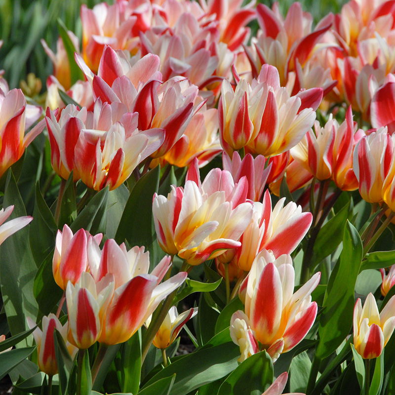 Tulipa Floresta 12/+ , à 50