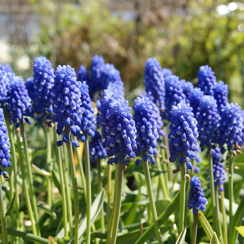 Muscari botryoides Superstar 7/8 , à 100