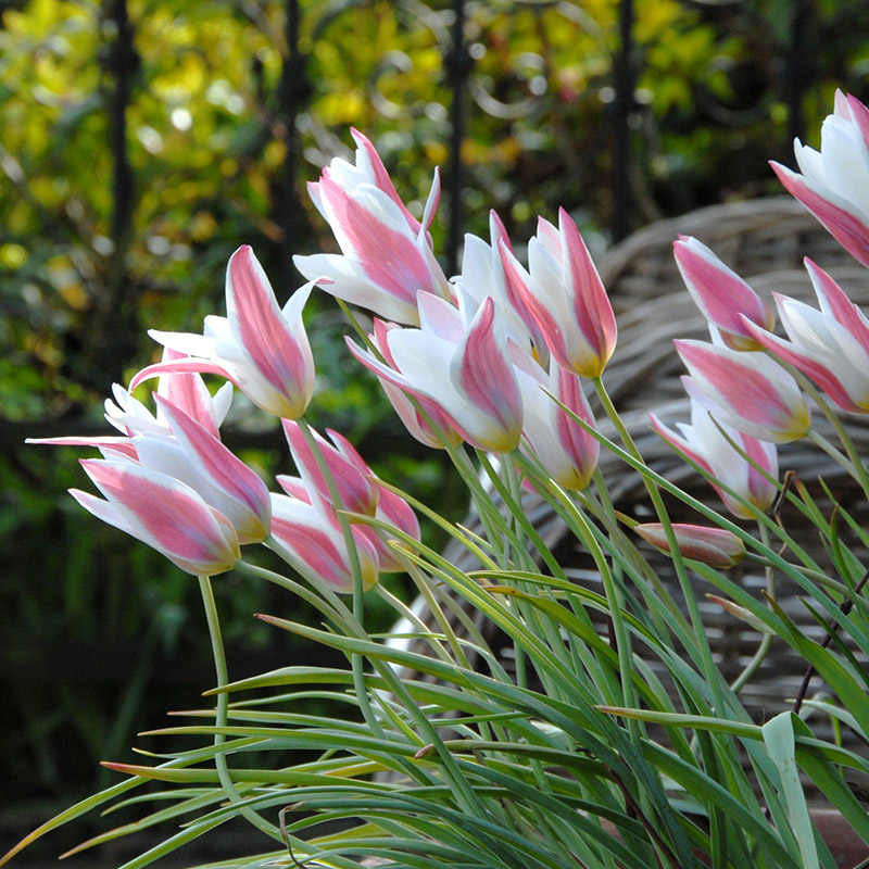 Tulipa Lady Jane 6/+ , à 50