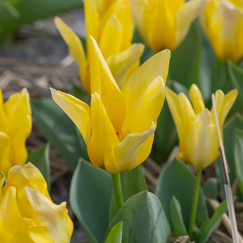 Tulipa Partitura 12/+ , à 50